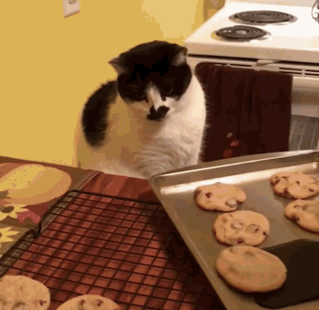 Gato tentando pegar um cookie recém prontos e seu dono dá um tapa em sua patinha para ele não pegar.