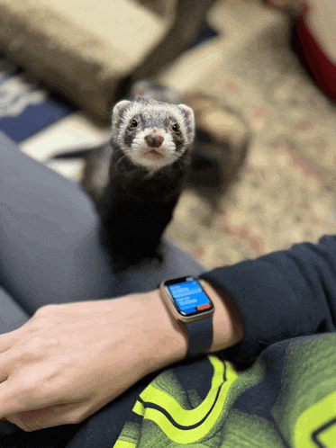 a ferret is sitting on a person 's lap and looking at the watch