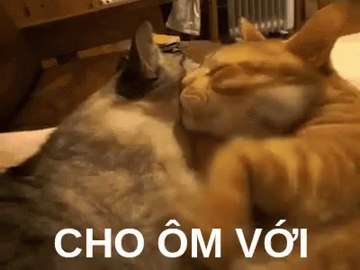 ôm Hôn Mèo GIF - Mèo ôm Hôn Choôm Với GIFs