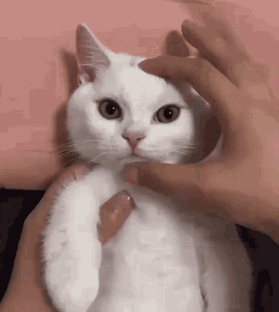 a person is petting a white cat 's head with their finger .