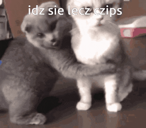 a kitten is hugging another kitten in a black and white photo