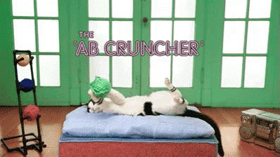 Cat Cats GIF - Cat Cats Gym GIFs