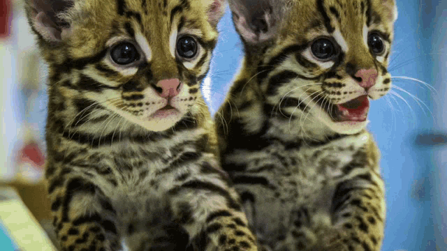 Next Decade Of Ocelots Lets Save The Cats GIF - Next Decade Of Ocelots Lets Save The Cats Save The Ocelot GIFs