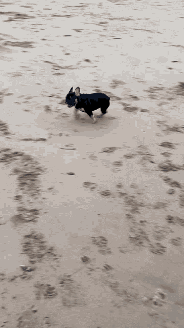 a black dog is laying on the sand on a beach