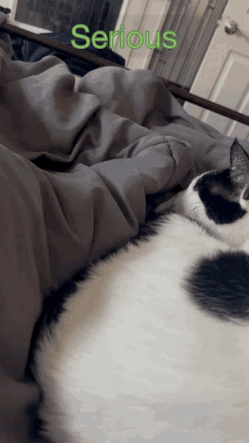 a black and white cat laying on a bed with the word serious written in green