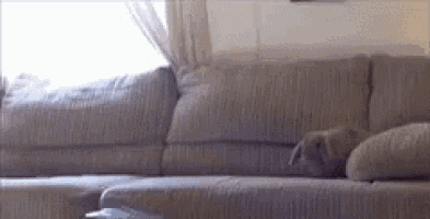 a dog is laying on a sectional couch in a living room