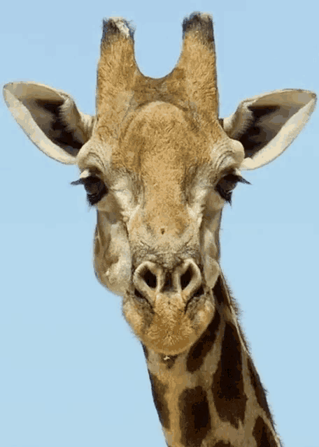 Giraffe Wink GIF - Giraffe Wink Flirt GIFs