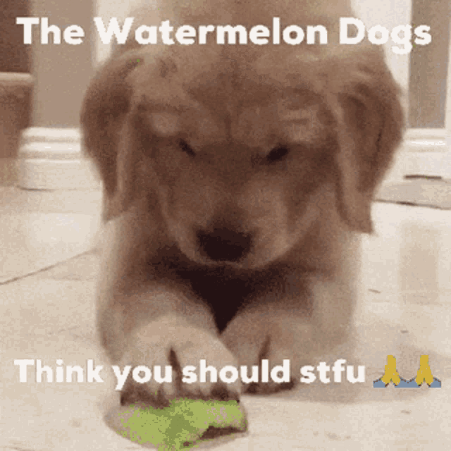 Watermelon Dogs GIF