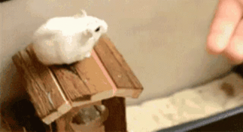 Hamster Jumping GIF - Hamster Jumping Come On GIFs
