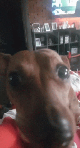 Hungry Brown GIF - Hungry Brown Dogs GIFs