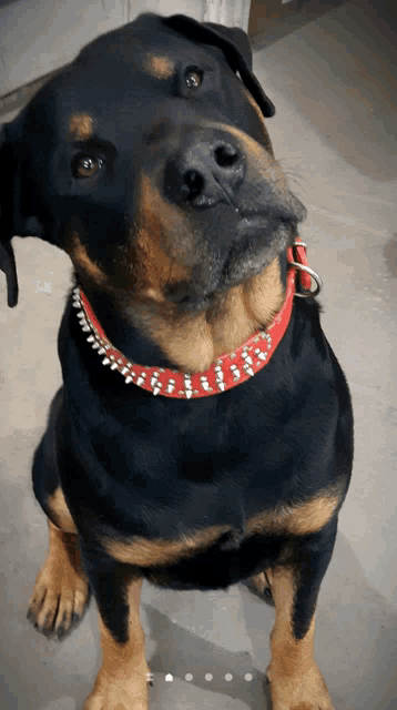 a close up of a dog wearing a red collar with rhinestones