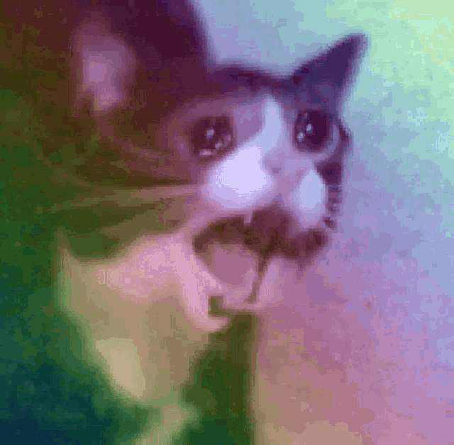 Sad Cat Meme GIF - Sad Cat Meme Colorful GIFs