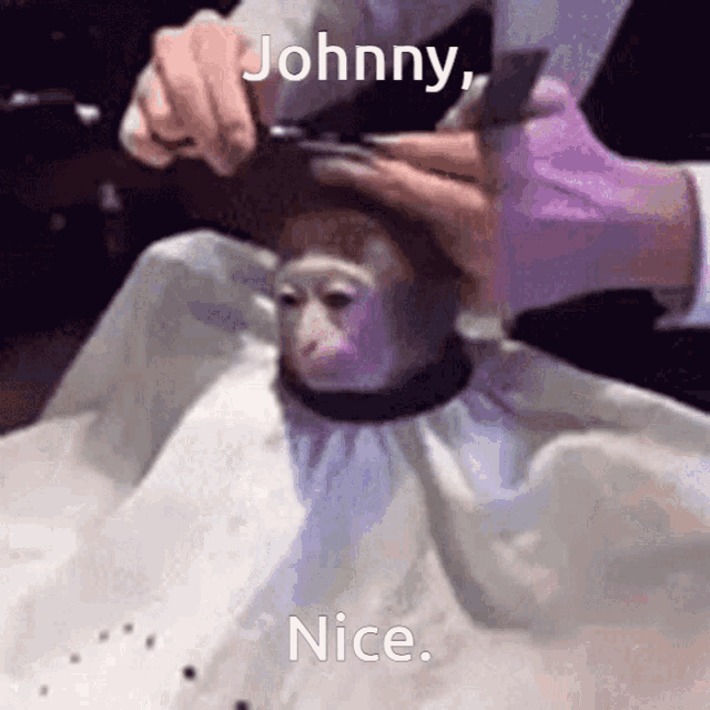 Johnny Monkey Haircut GIF - Johnny Monkey Haircut Haircut GIFs