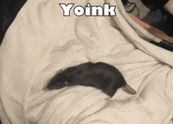 Rat Rat Yoink GIF - Rat Rat Yoink Vics Rat GIFs