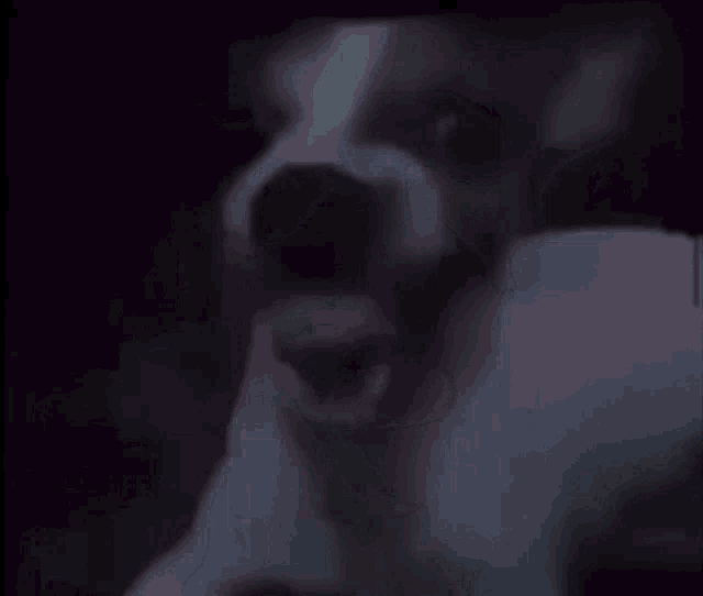 a close up of a dog 's face in the dark with its mouth open .