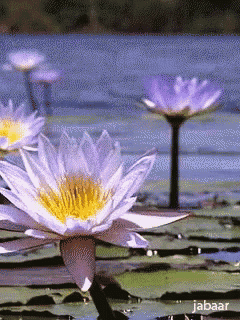 a purple flower with a yellow center is in a pond