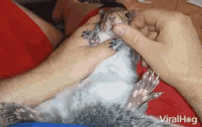 Tooth Squirrel GIF - Tooth Squirrel Ew GIFs