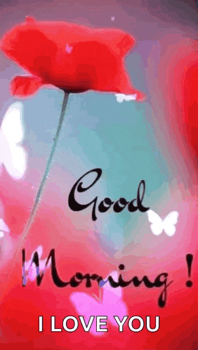 a good morning greeting with a red flower and butterflies .