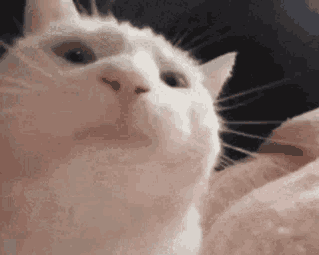 Vibing Cat GIF - Vibing Cat GIFs