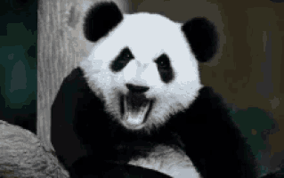 a panda bear is sitting on a tree branch with its mouth open .