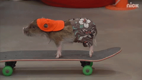 Hog Pigglet GIF - Hog Pigglet Skateboard GIFs