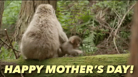 Happy Mothers Day GIF - Happy Mothers Day Monkey S Tay Here GIFs