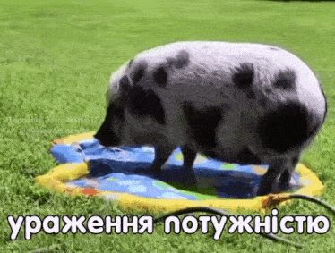 a pig is standing in a sprinkler in the grass .