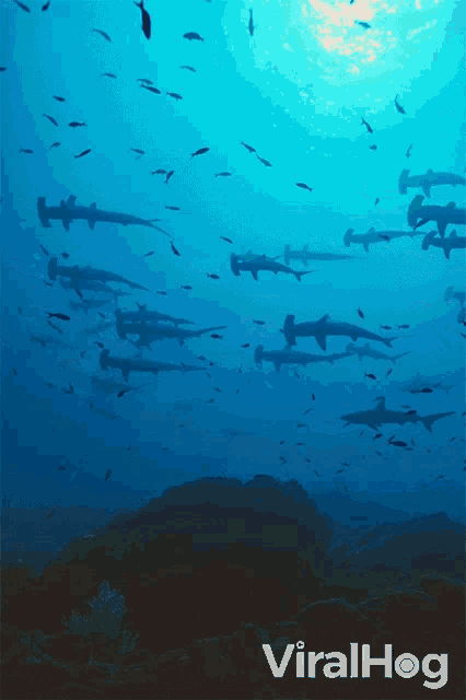 Sharks Swimming Viralhog GIF - Sharks Swimming Viralhog Hammerhead Sharks GIFs