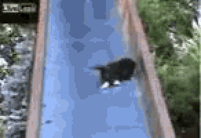 a cat is walking down a water slide .