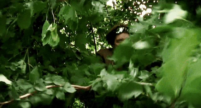 a person is standing in a tree with lots of leaves