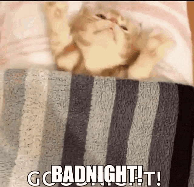 Badnight Goodnight GIF - Badnight Goodnight Good Night Cat GIFs