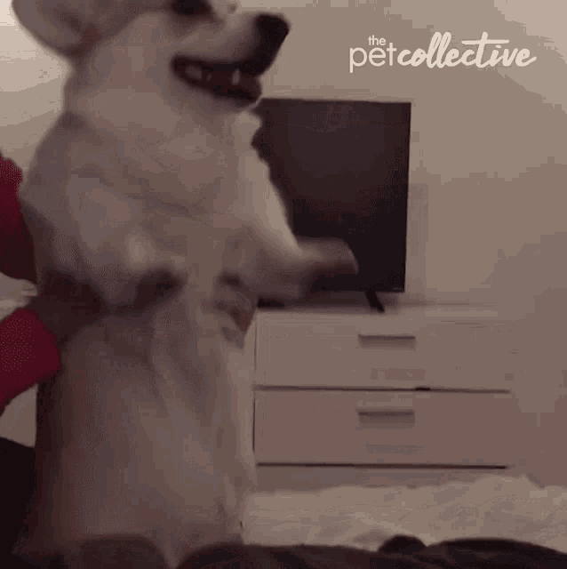 Dancing The Pet Collective GIF - Dancing The Pet Collective Cute GIFs