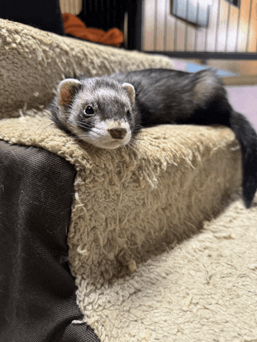 a ferret laying on a couch with a blanket