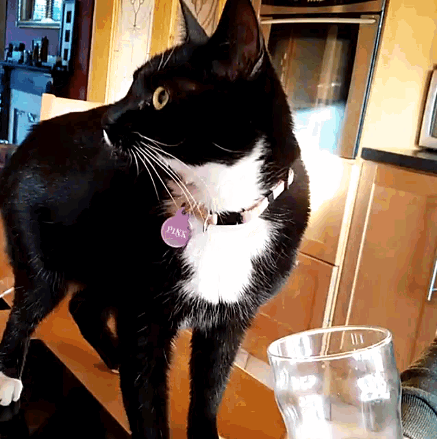 a black and white cat with a collar and a pink tag