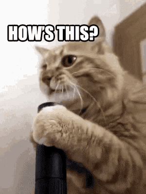 a close up of a cat holding a black object with the words how 's this written above it .