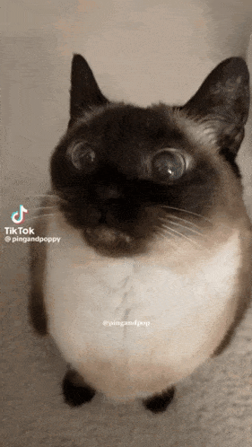 a cat is looking up at the camera with a tiktok watermark