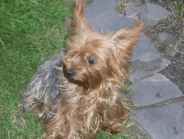 a small brown dog is laying in the grass and looking up at the camera