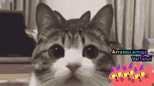 Arrazou Amiga Valtatui Cat GIF - Arrazou Amiga Valtatui Cat Cute GIFs