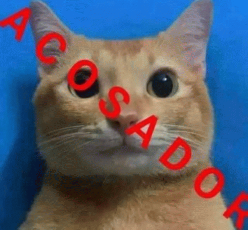 Cat Gato GIF - Cat Gato Acoso GIFs