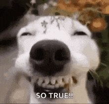 a close up of a white dog 's face with its eyes closed and mouth open .