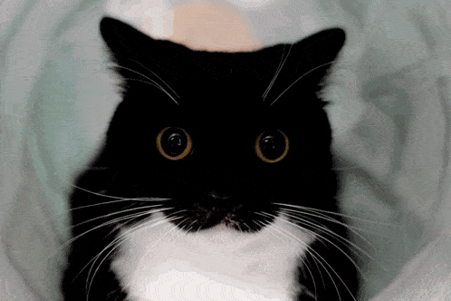 Uni Cat GIF - Uni Cat 1000 Yard Stare GIFs
