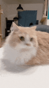 a fluffy orange and white cat laying on a table in a living room