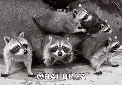a group of raccoons standing next to each other in a black and white photo with the words `` what up ya '' .