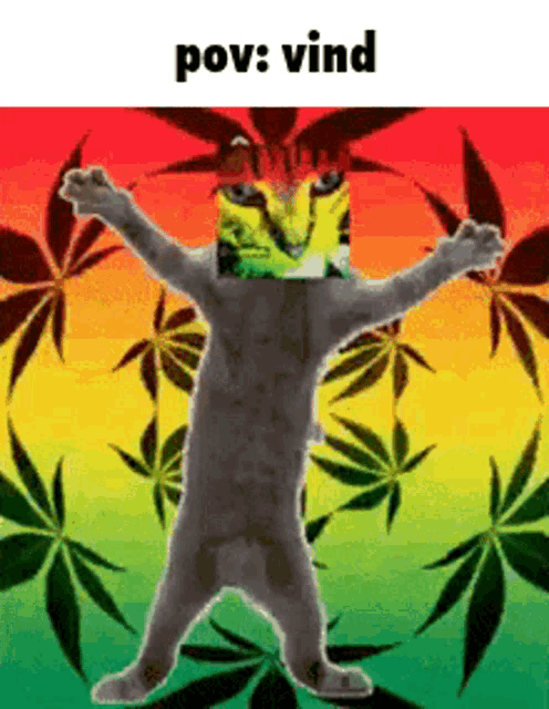 a cat with a marijuana leaf on its head and the words pov : vind