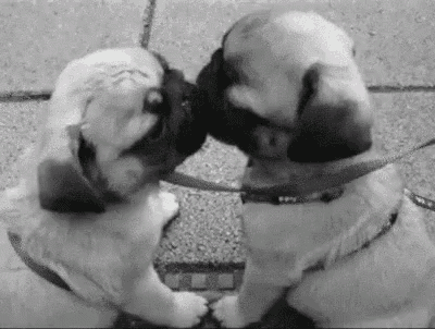 two pug puppies are kissing each other on a sidewalk .