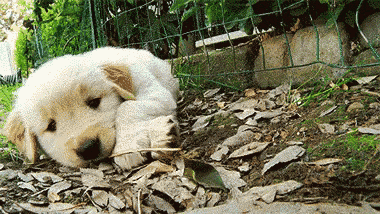 a small white puppy is laying on the ground