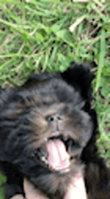 a close up of a black dog laying in the grass with its tongue hanging out .