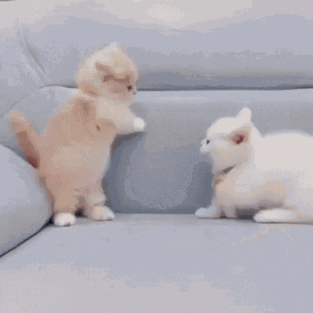 Kitten Smol GIF - Kitten Smol Tiny GIFs