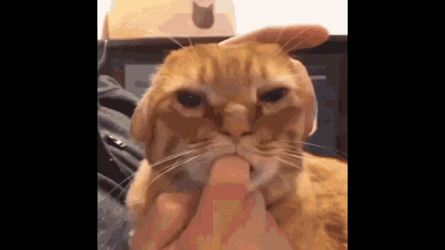 Cat Sucking Sucker GIF - Cat Sucking Sucker Weird Cat GIFs