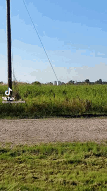 a dirt road going through a grassy field with a telephone pole in the foreground .